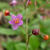 Talinum paniculatum (Jacq.) Gaertn.